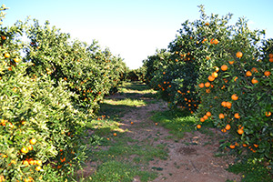 Freshnaranja.com - Tienda online de naranjas y mandarinas. Envios gratis de nuestras naranjas a domicilio