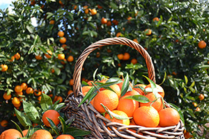 Freshnaranja.com - Tienda online de naranjas y mandarinas. Envios gratis de nuestras naranjas a domicilio