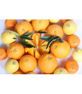 Naranjas de Mesa y Mandarinas (25 kilos)